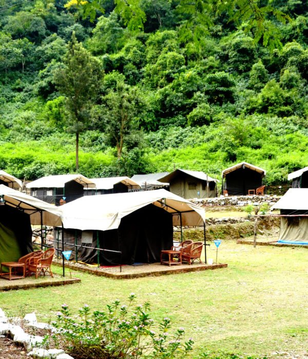 Tents along a green lawn at a forest camp in Rishikesh