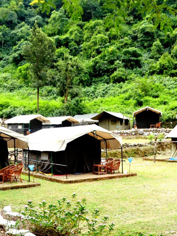 Tents along a green lawn at a forest camp in Rishikesh