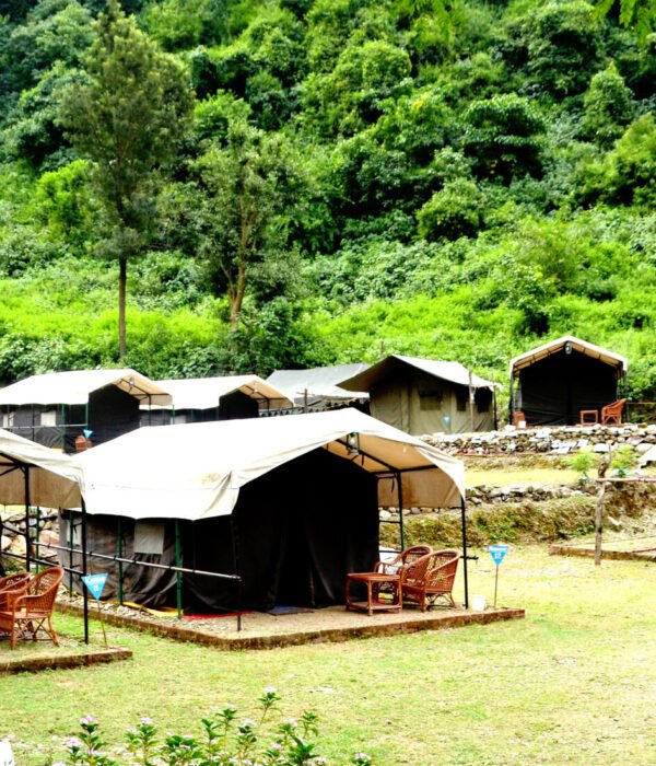 Tents along a green lawn at a forest camp in Rishikesh