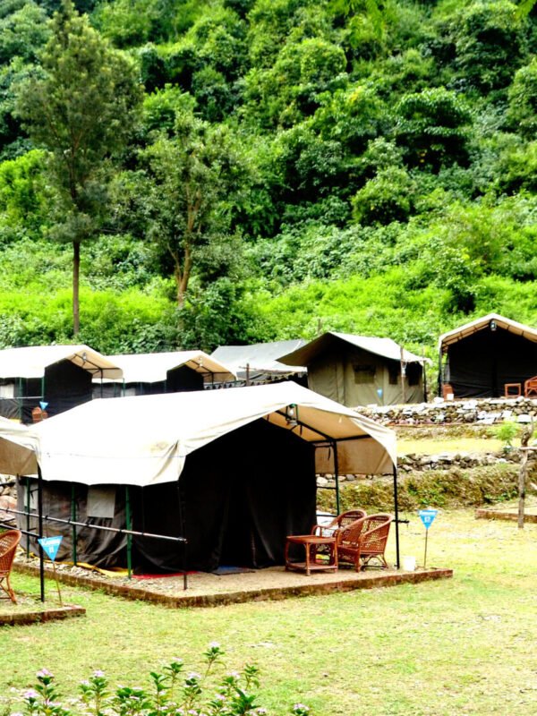 Tents along a green lawn at a forest camp in Rishikesh