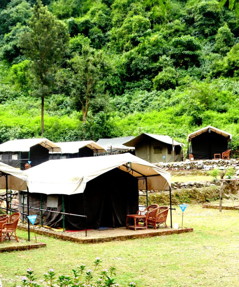Tents along a green lawn at a forest camp in Rishikesh